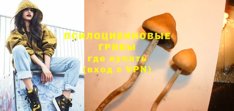 Псилоцибиновые грибы Psilocybine cubensis  наркошоп  Белый 